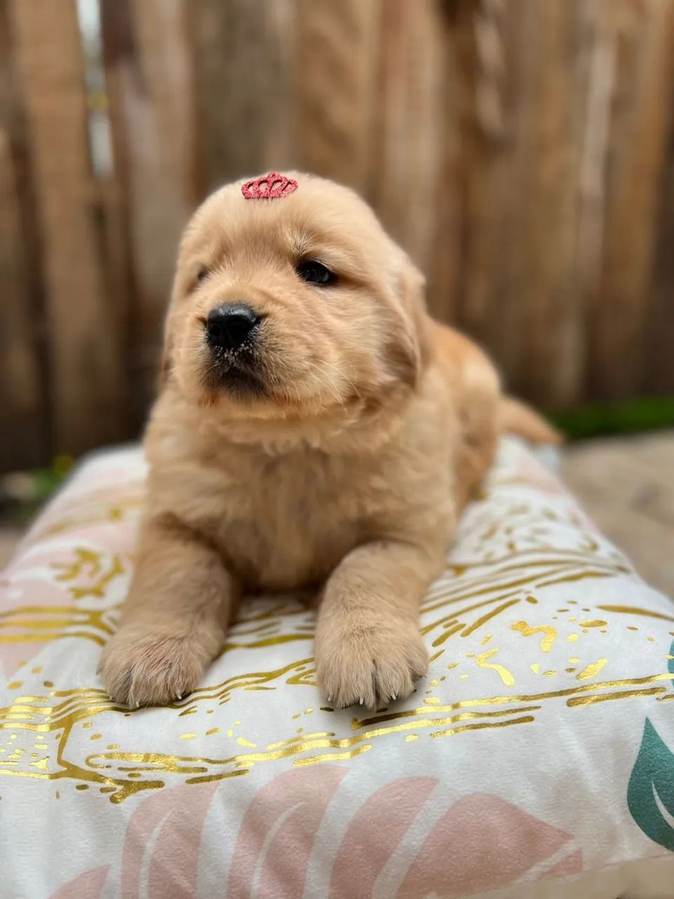 Filhote de Golden Retriever 