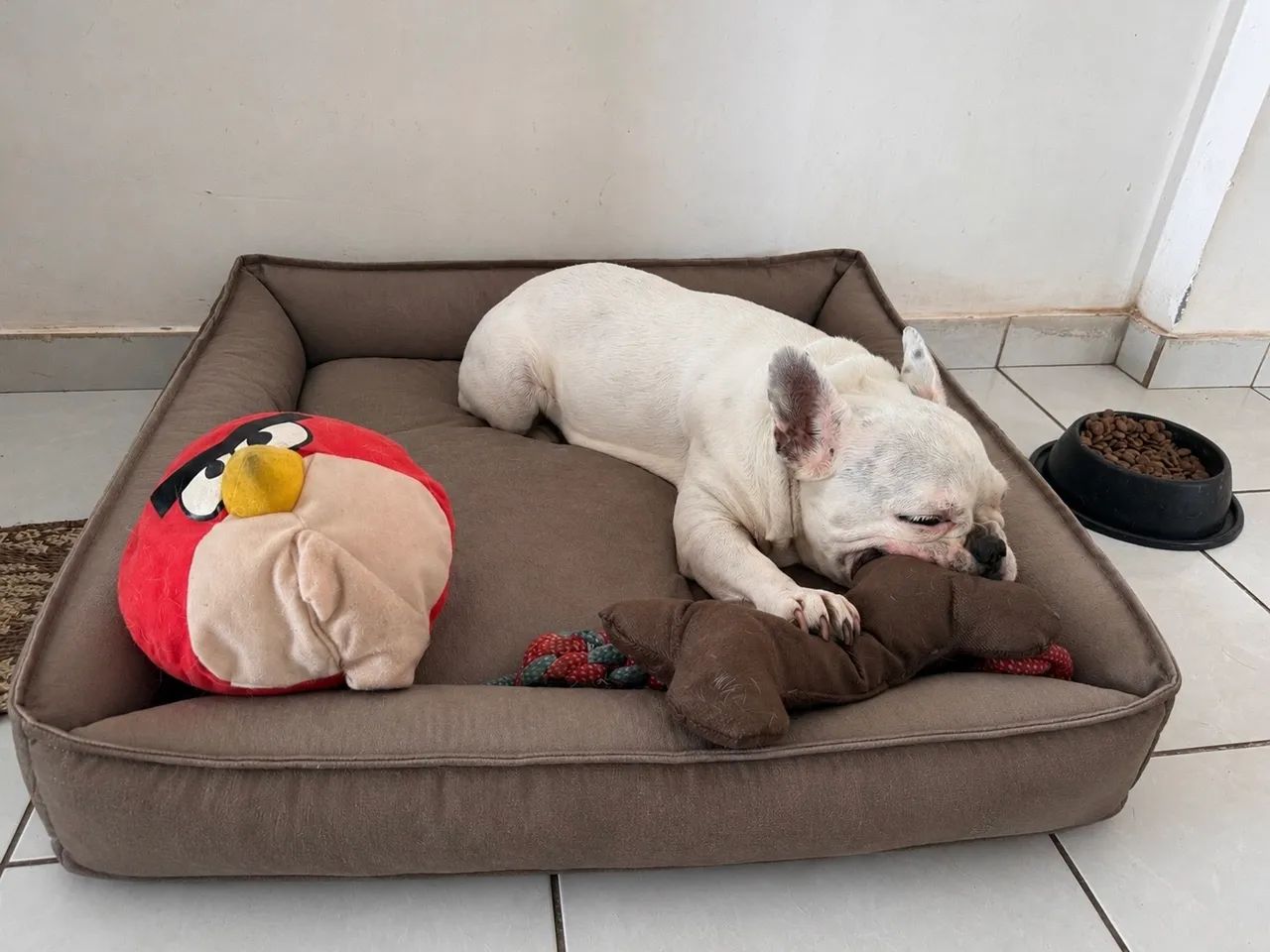 Cama pet com brinde  - Foto 2