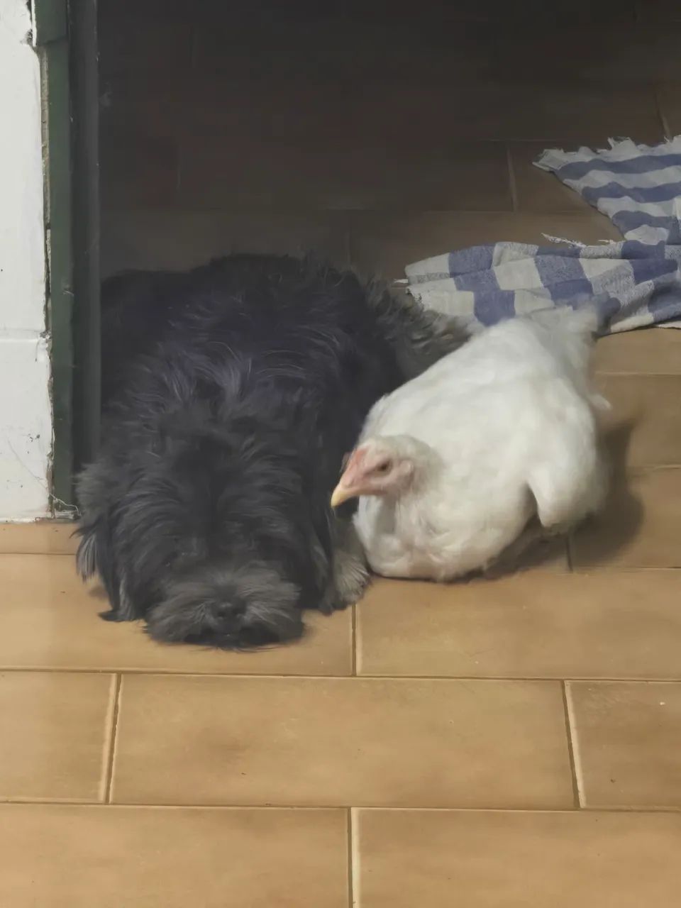 Doação 
