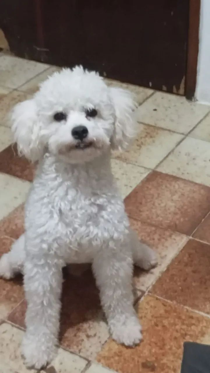 Poodle ( Com Todos os Acessórios) - Foto 2