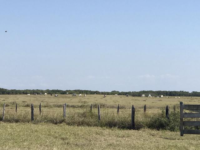 Ótima propriedade em Boa Vista com 55 alqueires - Foto 16
