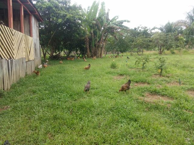 Troco essa chácara por casa,caminhonete ou galpão - Foto 2