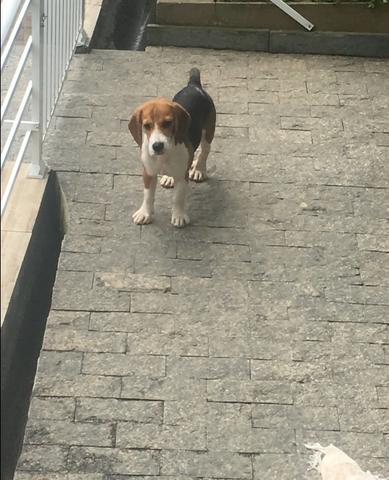 Vendo beagle macho com 6 meses vacinado e vermifugado