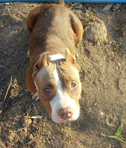 American bully p/ cruzar