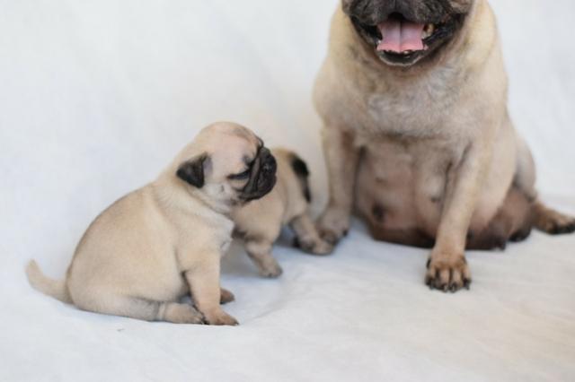 PUGs Fêmeas c/ Pedigree e Linhagem de Campeões - Foto 5