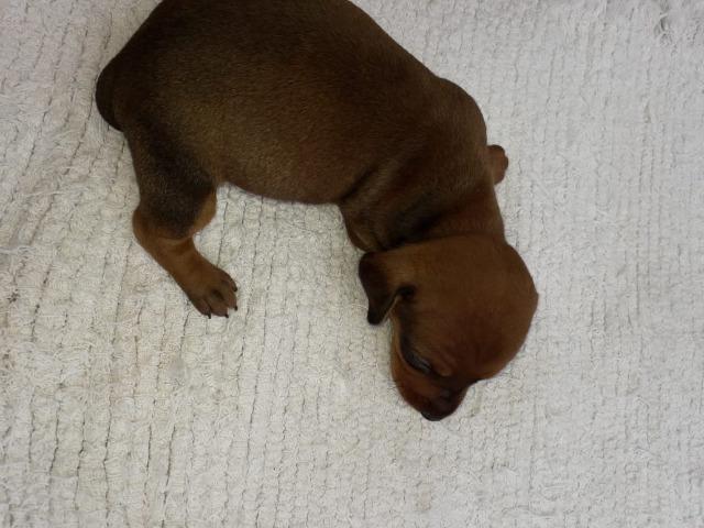 Filhote de Dachshund basset salsichinha "cofap"