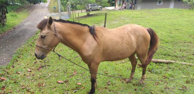 Cavalo crioulo