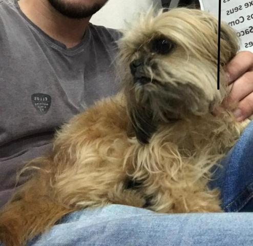 Vende filhote de Pinscher com Shih- tzu - Foto 2