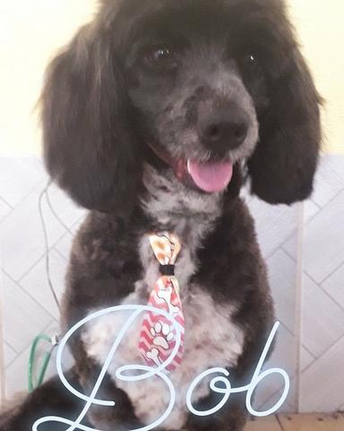Hospedagem Pet - Foto 3
