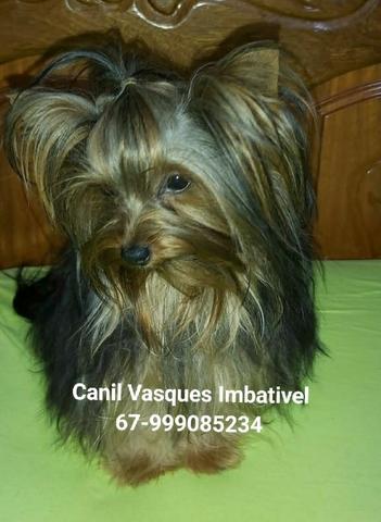 Machinho de yorkshire terrier com pedigree