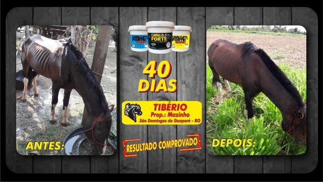 Suplemento cavalo forte premium - Foto 2
