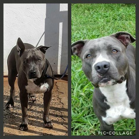 Filhotes de American Staffordshire Terrier - PRONTA ENTREGA - Foto 4