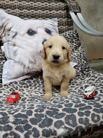 Vendo Golden Retriever PRONTA ENTREGA - ""ULTIMO""