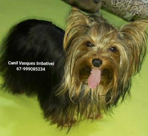 Machinho de yorkshire terrier com pedigree - Foto 4