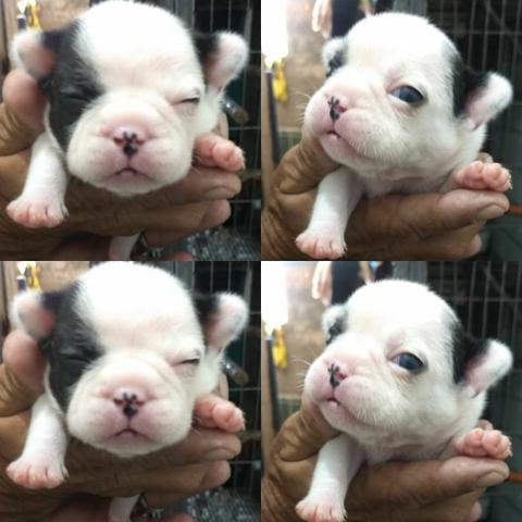 BULLDOG frances fêmea e macho piratinha