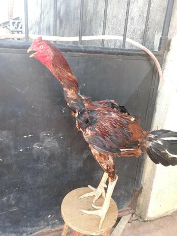 Frango ig