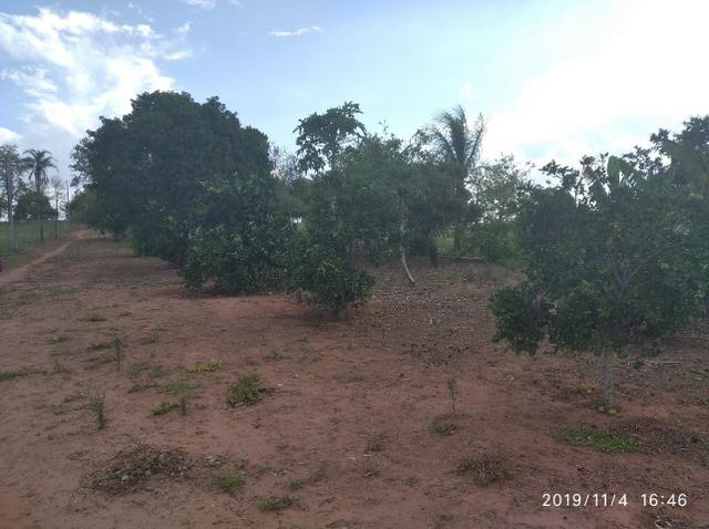 Vendo fazenda 250 alqueires próxima a presidente prudente - Foto 6
