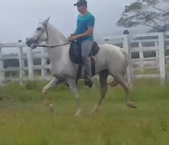 Cavalo - Foto 2