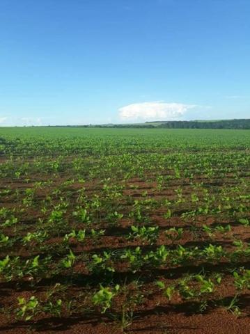 109 Alq. Entrada 50% Da Condições Planta 75 Dupla Aptidão Da Pivô Estruturada Piranhas GO - Foto 8