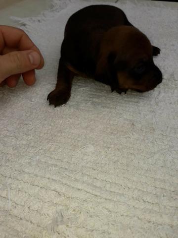 Filhote de Dachshund basset salsichinha "cofap" - Foto 3