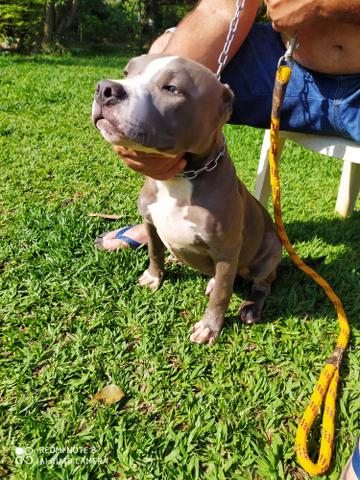 Filhote América bully - Foto 4