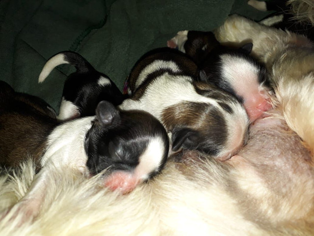 Shih tzu