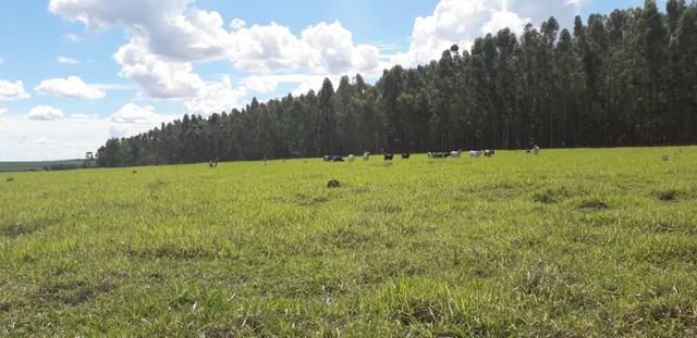 Vendo Chácara com 4 alqueires em Piracanjuba aceito proposta avista - Foto 6
