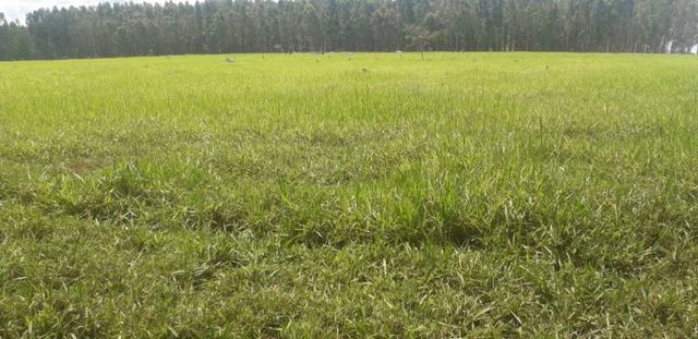 Vendo Chácara com 4 alqueires em Piracanjuba aceito proposta avista - Foto 12