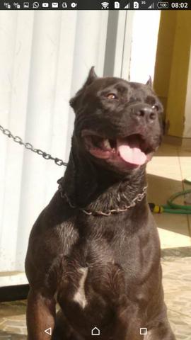 Filhos de pit bull /América bully