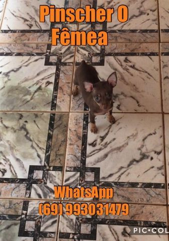 Pinscher 0, fêmea minuscula