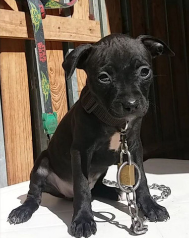 Pit Bull - Foto 6