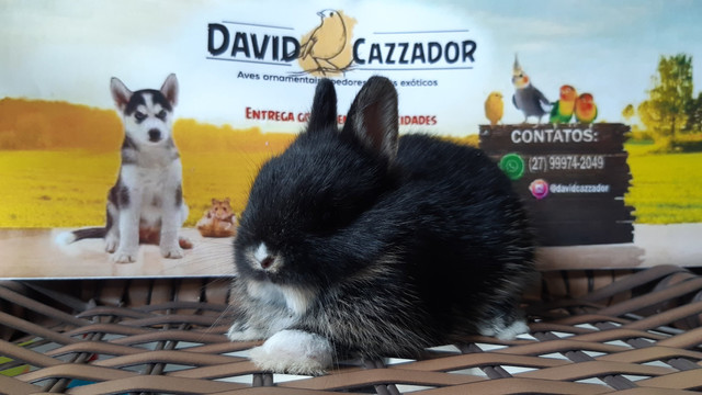 Mini Coelho anao netherlands. Instagram @davidcazzador - Foto 2