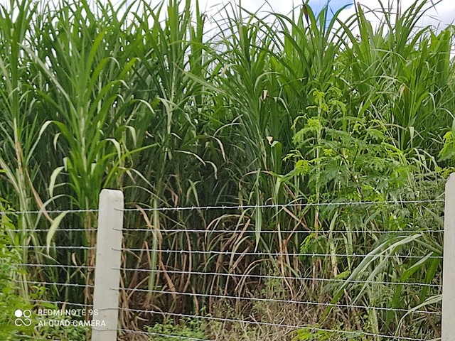 Mudas capim kurumi e capiaçu  - Foto 5