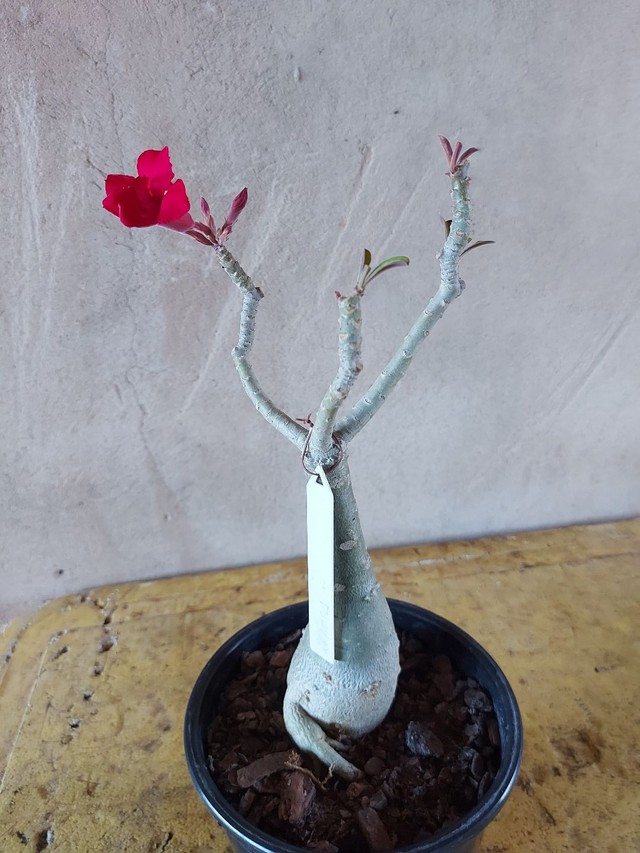 Vendo rosa do deserto adulta - Materiais de construção e jardim - Engenho  Velho da Federação, Salvador 1150675597 | OLX