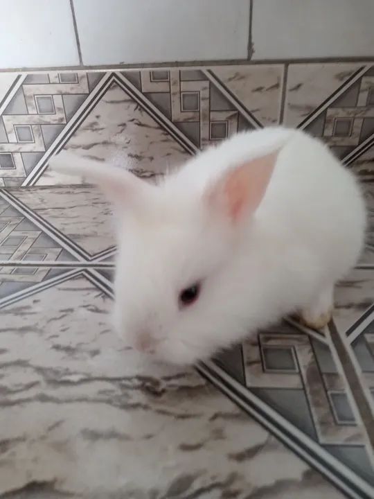 Filhotes Coelhos Mini Lion R$30,00 - Foto 3