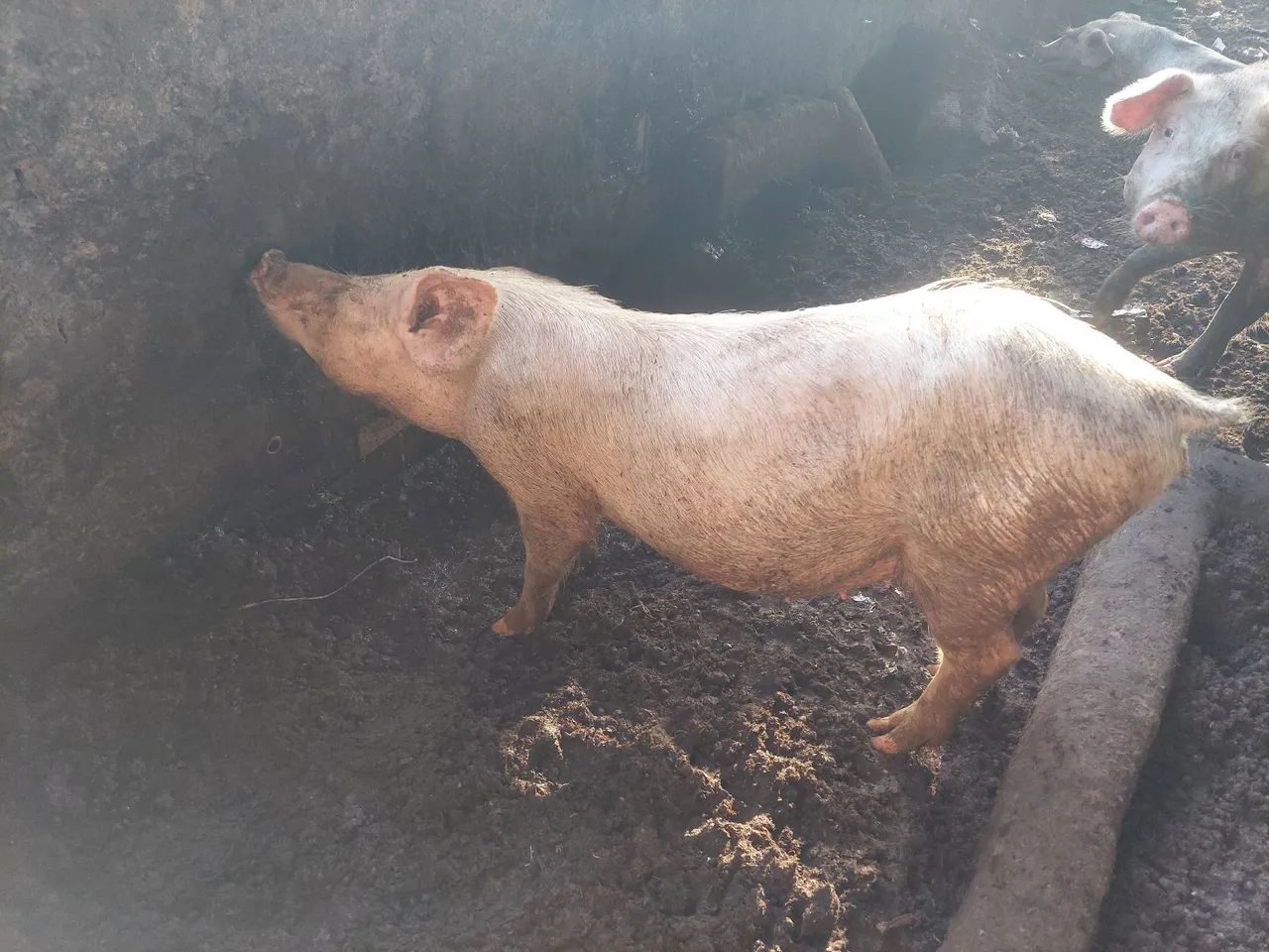 Porcos para venda! - Foto 3