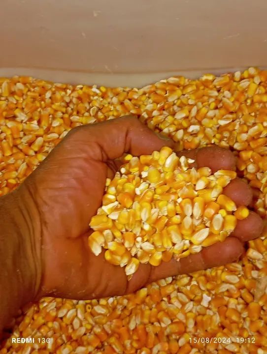Milho 40 kg *