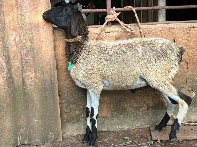 Carneiros e Borregos - Foto 4