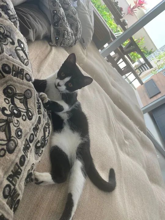 Gatinha filhote disponível para adoção  - Foto 2