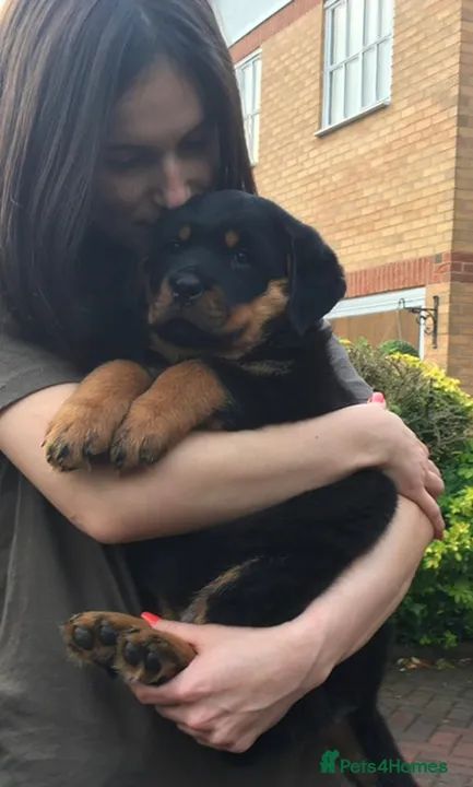 Comprar Filhote de Rottweiler - Cães Bravos e Pelagem Brilhante