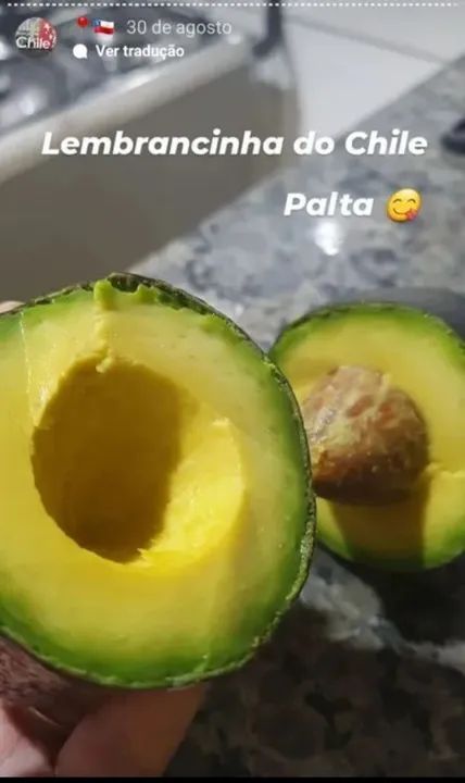 Mudas de Abacate do CHILE exclusiva - Foto 4