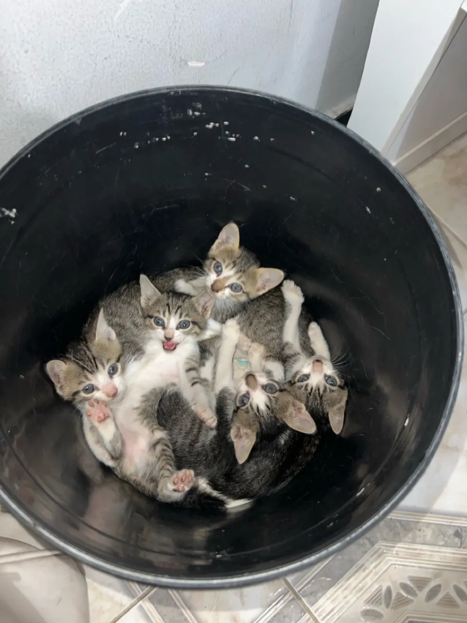 Filhotes de Gatinhos Lindos