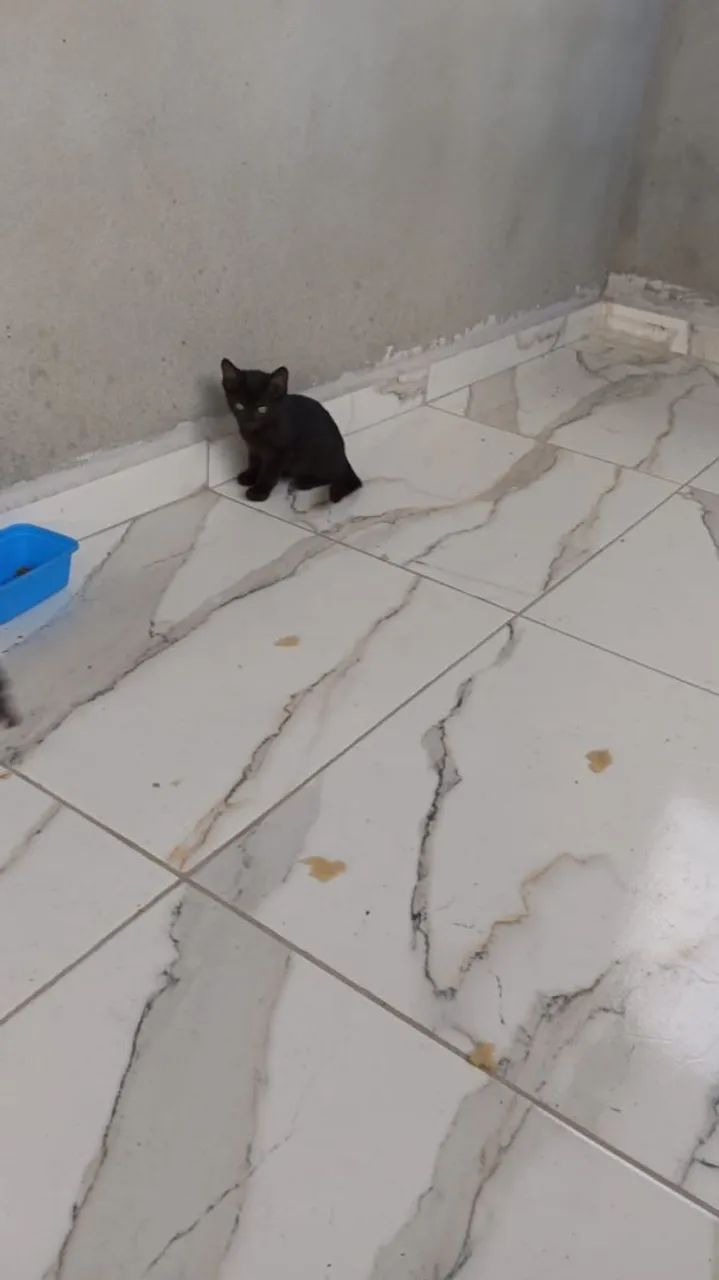 Gatinhos filhotes lindos pra adoção  - Foto 2