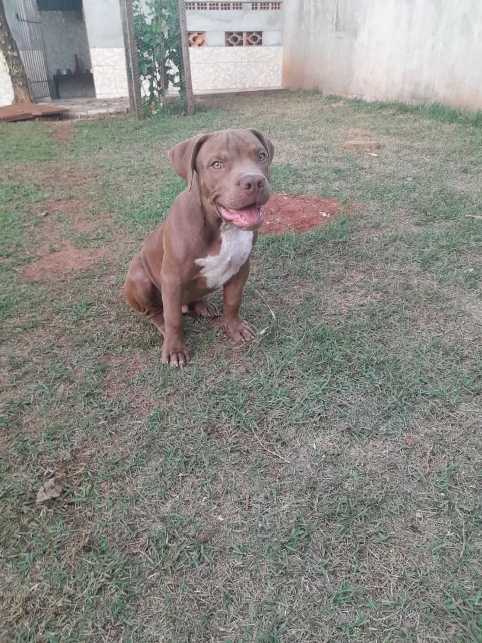 Filhote American Bully Pit Bull # PitMonster
