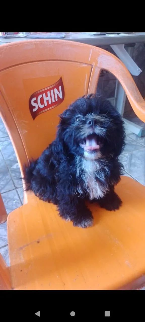 Filhote de Shih Tzu: Peludo e Charmoso! - Foto 2
