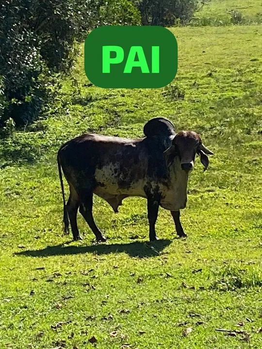 Tourinho 1 ano ótima genética  - Foto 6