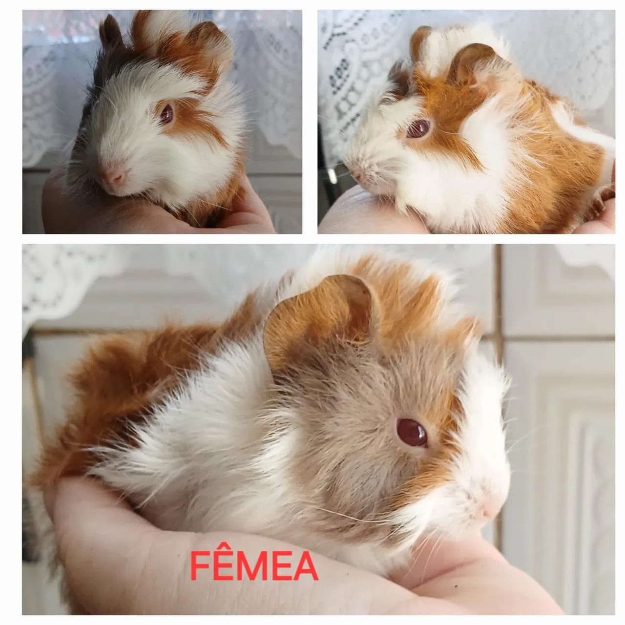 Filhotes de porquinhos da índia  - Foto 3