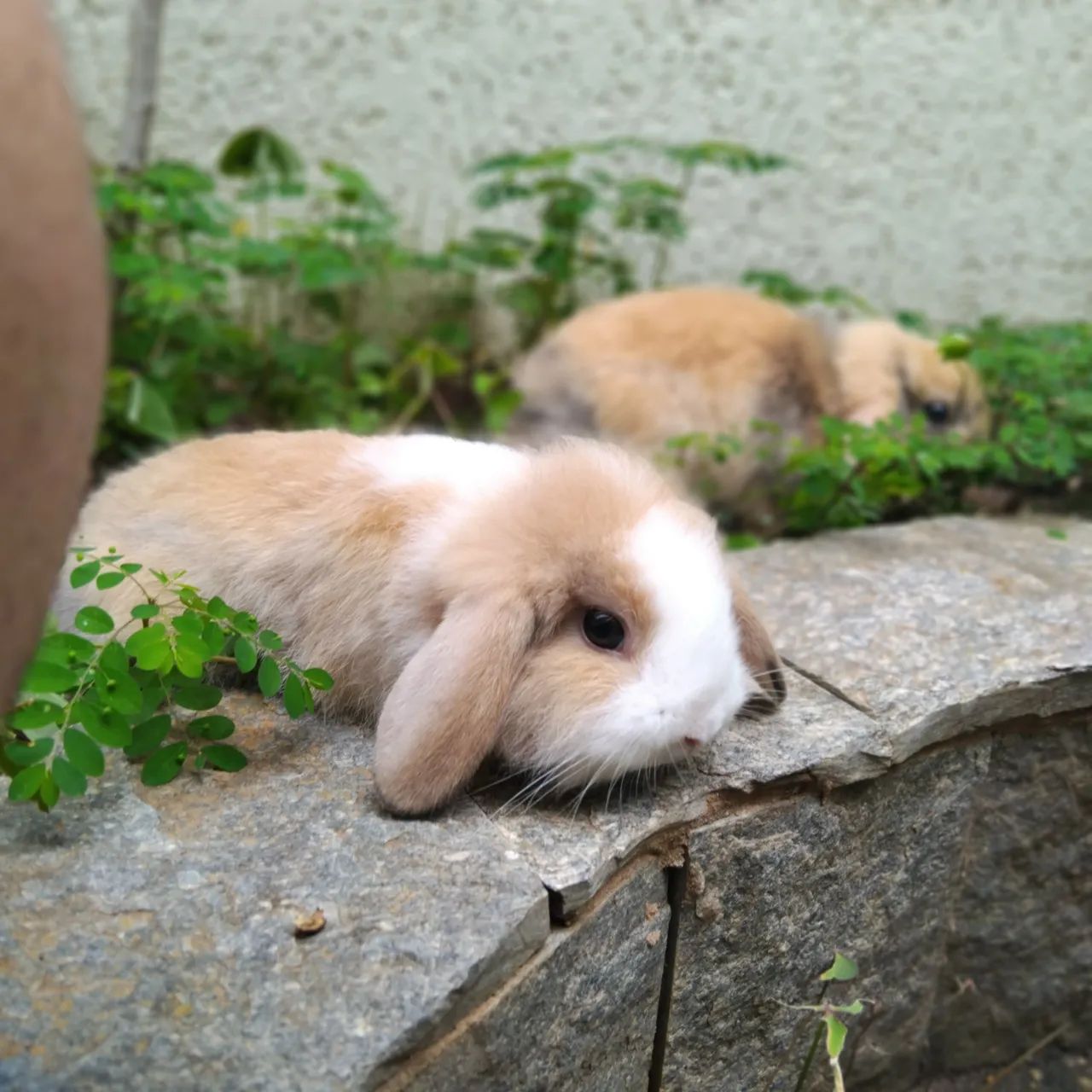 Mini Fuzzy lop - Foto 3