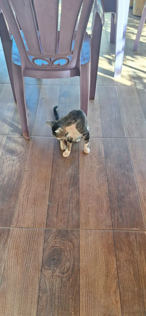 Doação de gatinhos