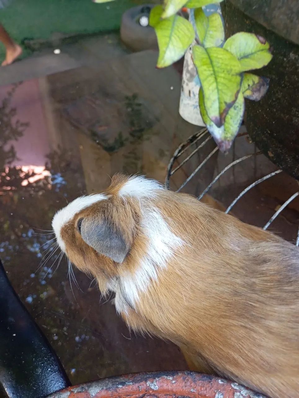 porquinha da índia  - Foto 3